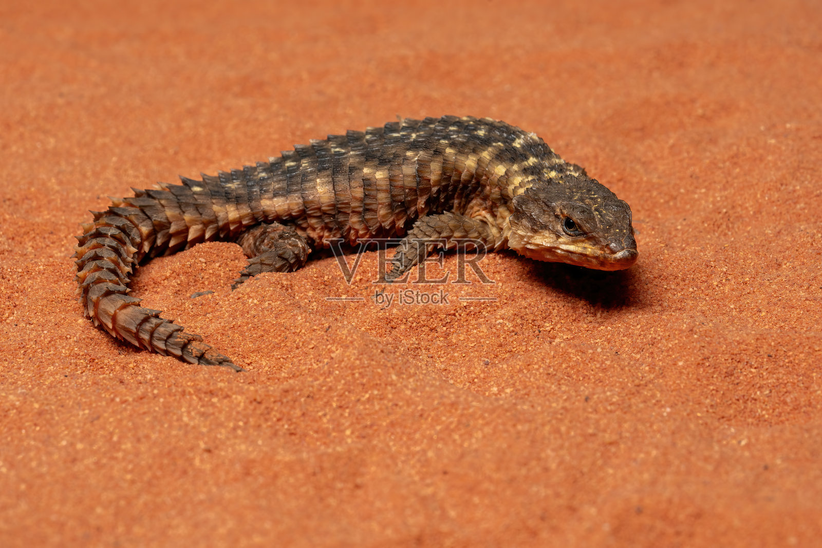 矮sungazer照片摄影图片