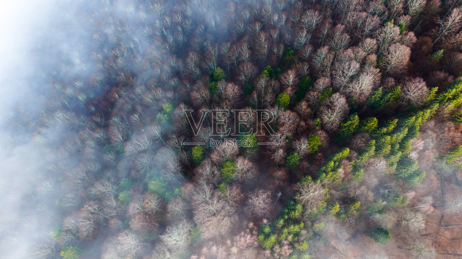 山林笼罩着薄雾。森林里的雾。鸟瞰图，山上的森林被漂浮在山谷上的雾所覆盖。群山之间的山谷笼罩着薄雾。照片摄影图片