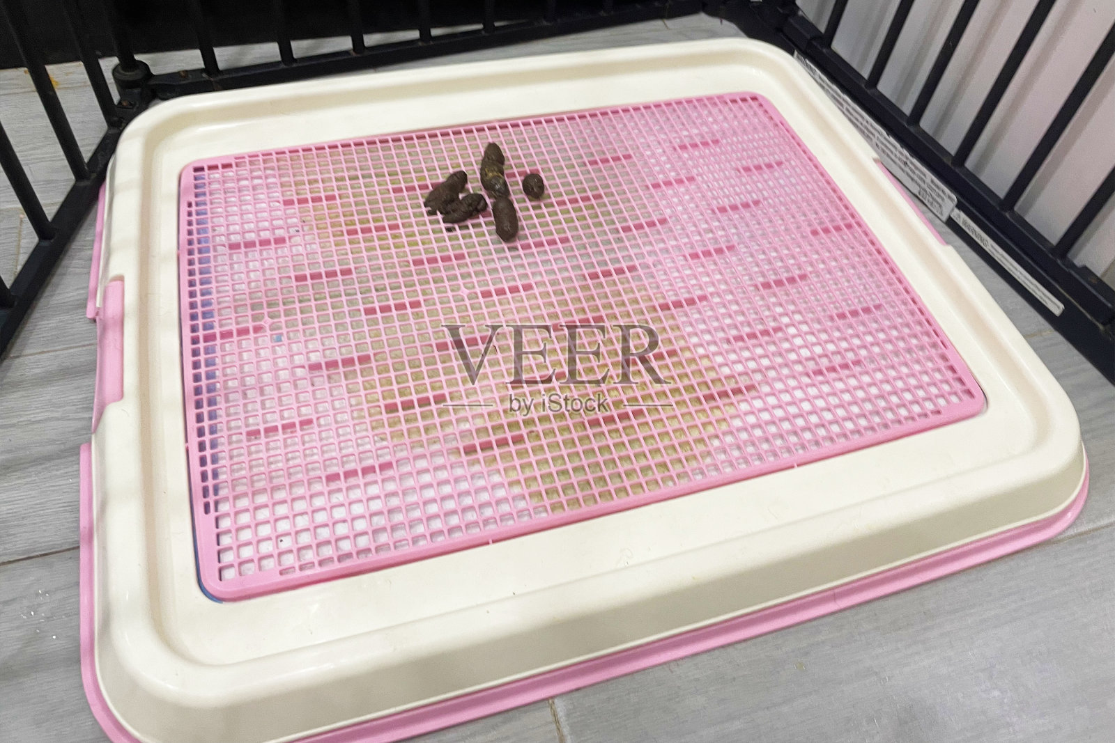 狗狗便便和尿尿放在狗狗训练垫托盘上，由塑料制成，里面插入一张滤纸，供幼犬到成年狗使用照片摄影图片