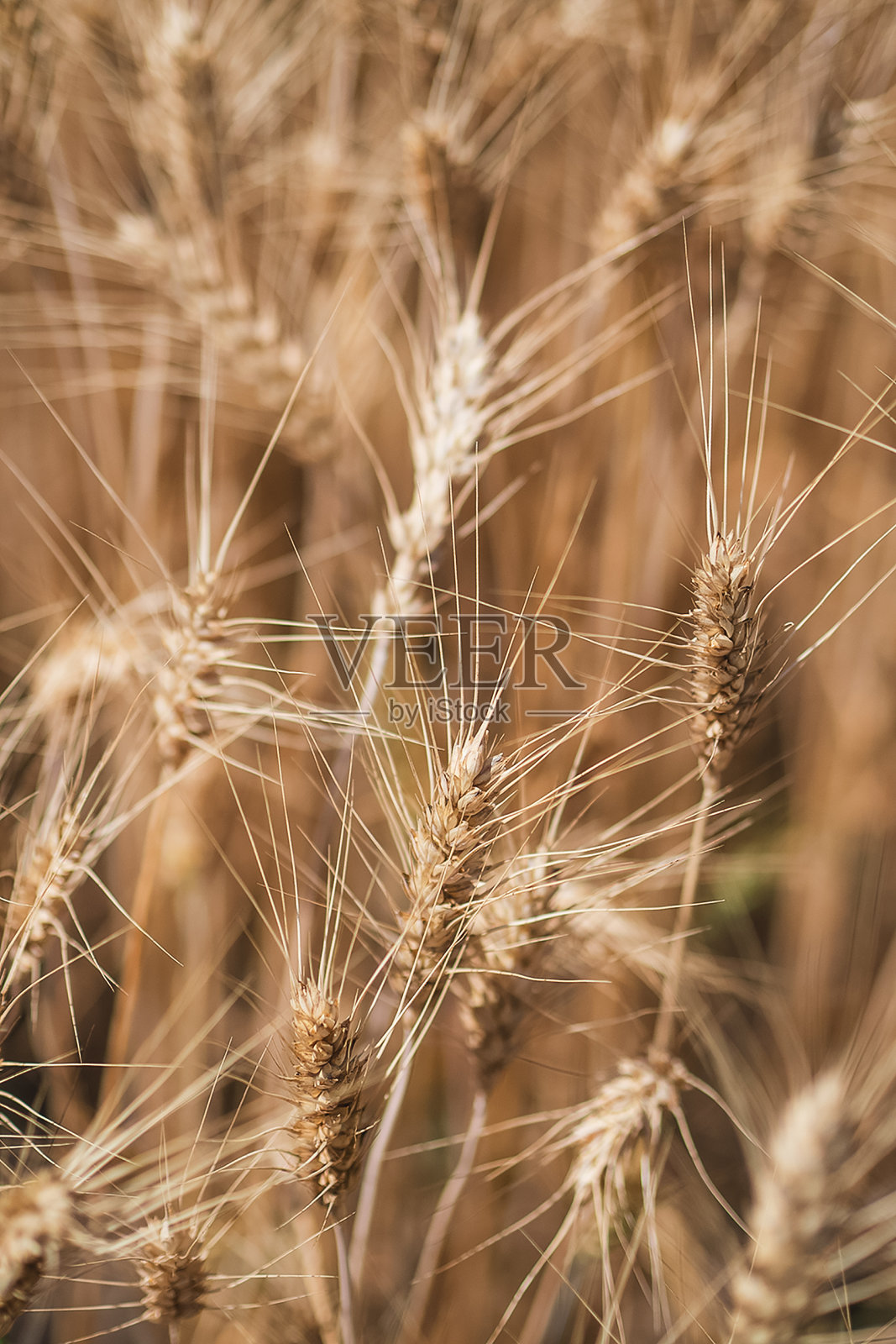 阳光明媚的日子里，金黄色的小麦在田野里发芽照片摄影图片