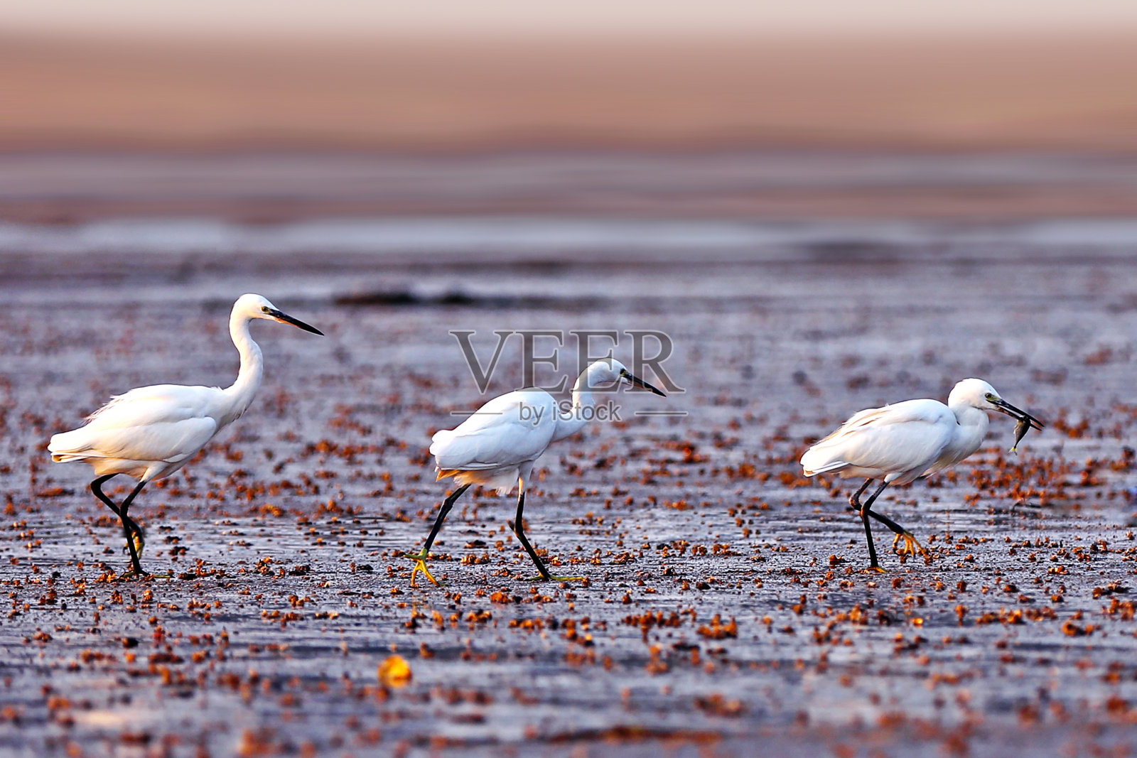 追逐照片摄影图片