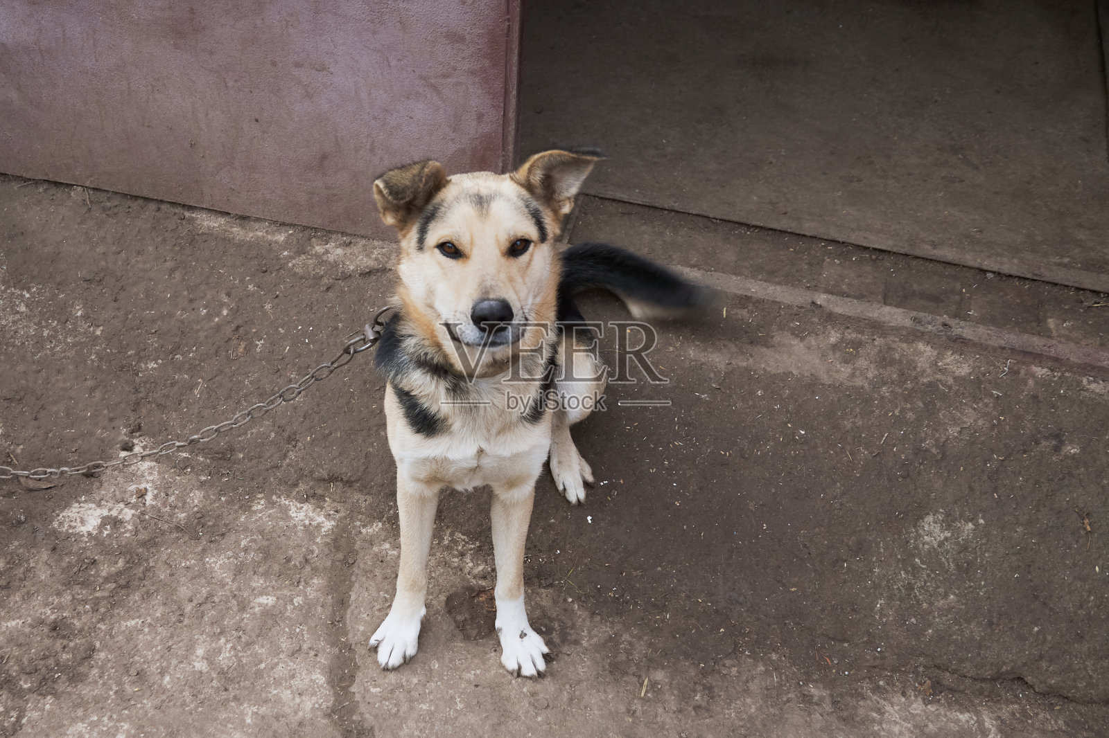 街上狗的口鼻特写，杂种狗的口鼻特写，乡村院子里拴着链子的狗的口鼻特写照片摄影图片