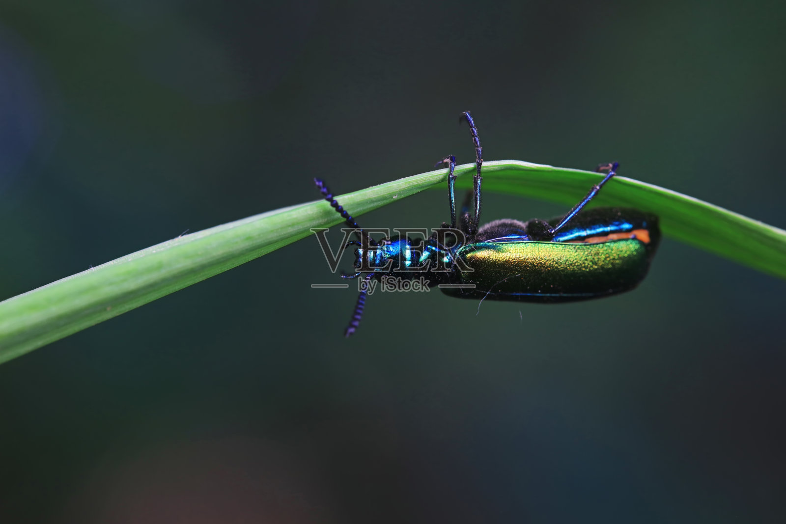 鞘翅目昆虫——华北绿达芙妮照片摄影图片