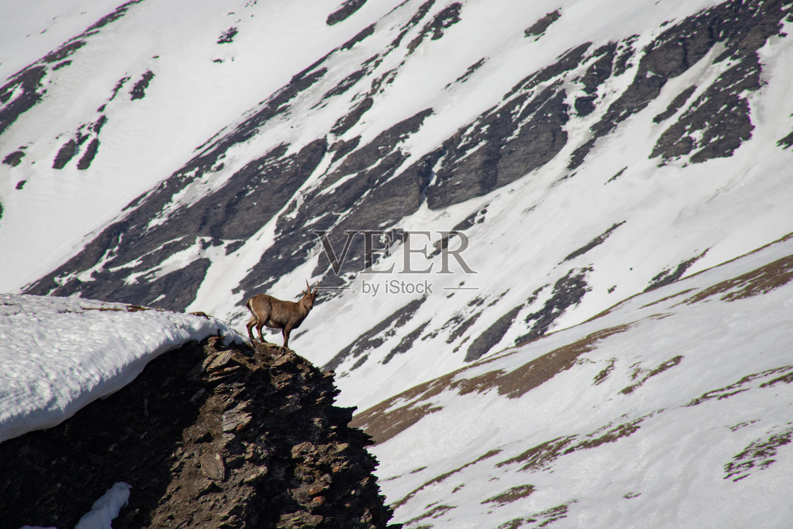 山脊上的一群野山羊照片摄影图片