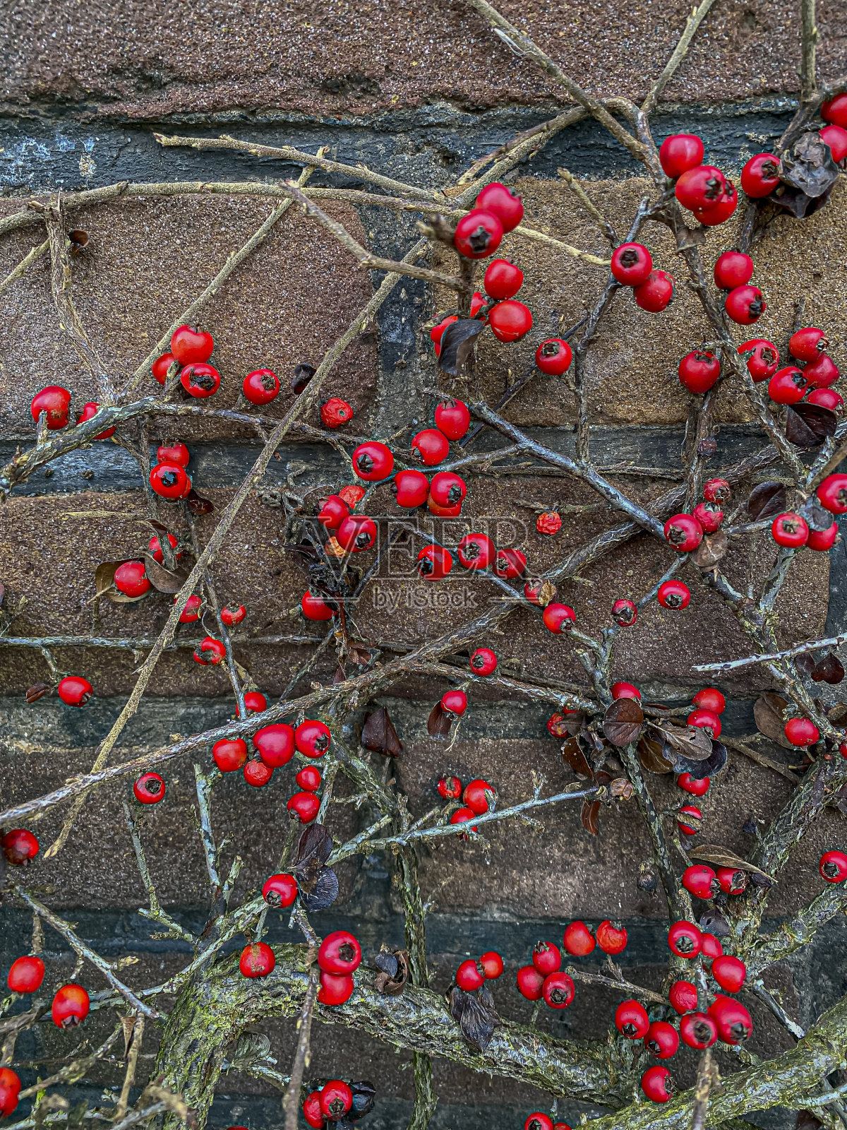 花园里砖墙上的山楂红莓照片摄影图片