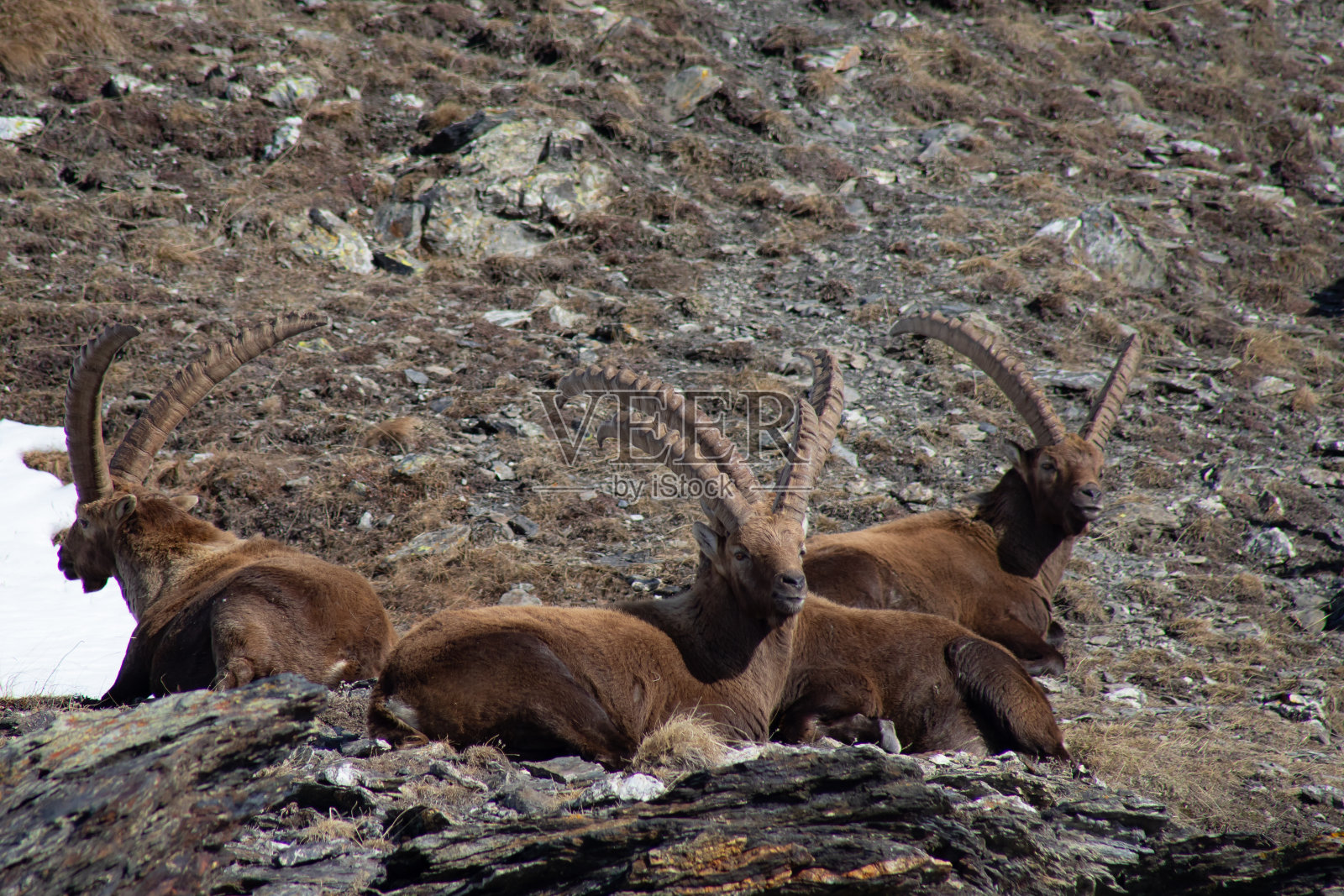 野山羊(集团)照片摄影图片