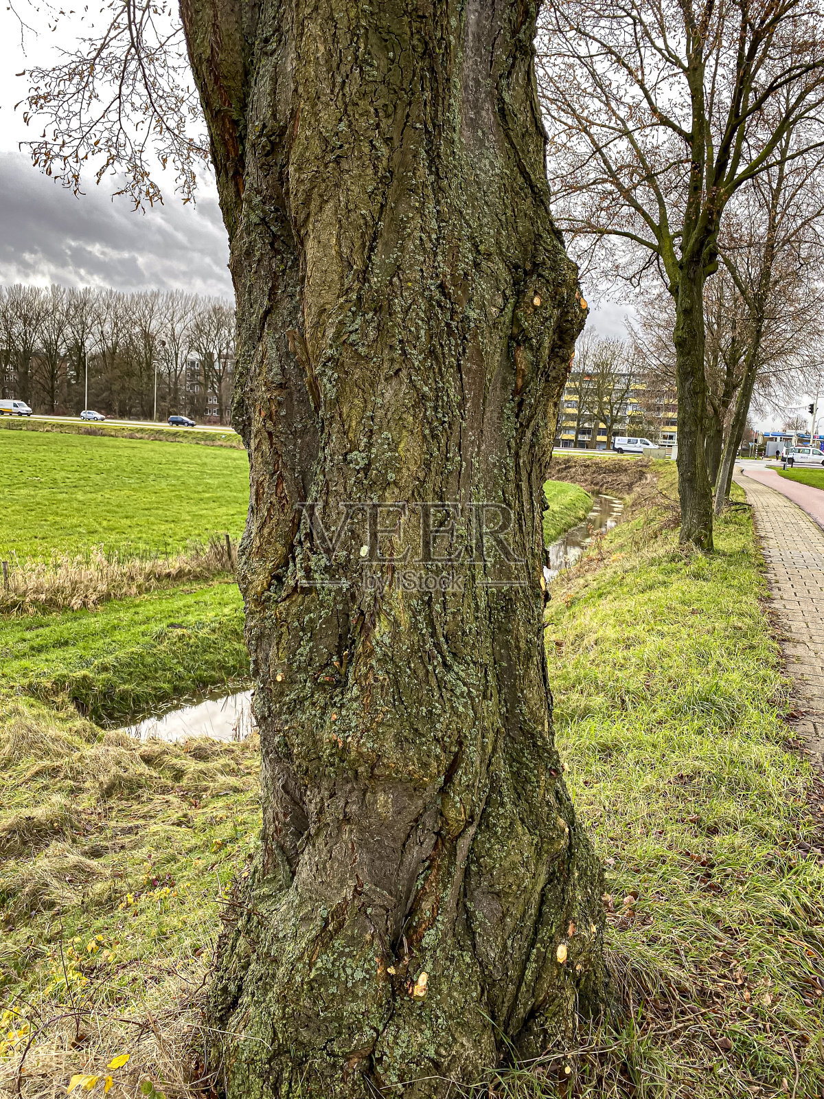 春天里乡下的老树，绿草蓝天照片摄影图片