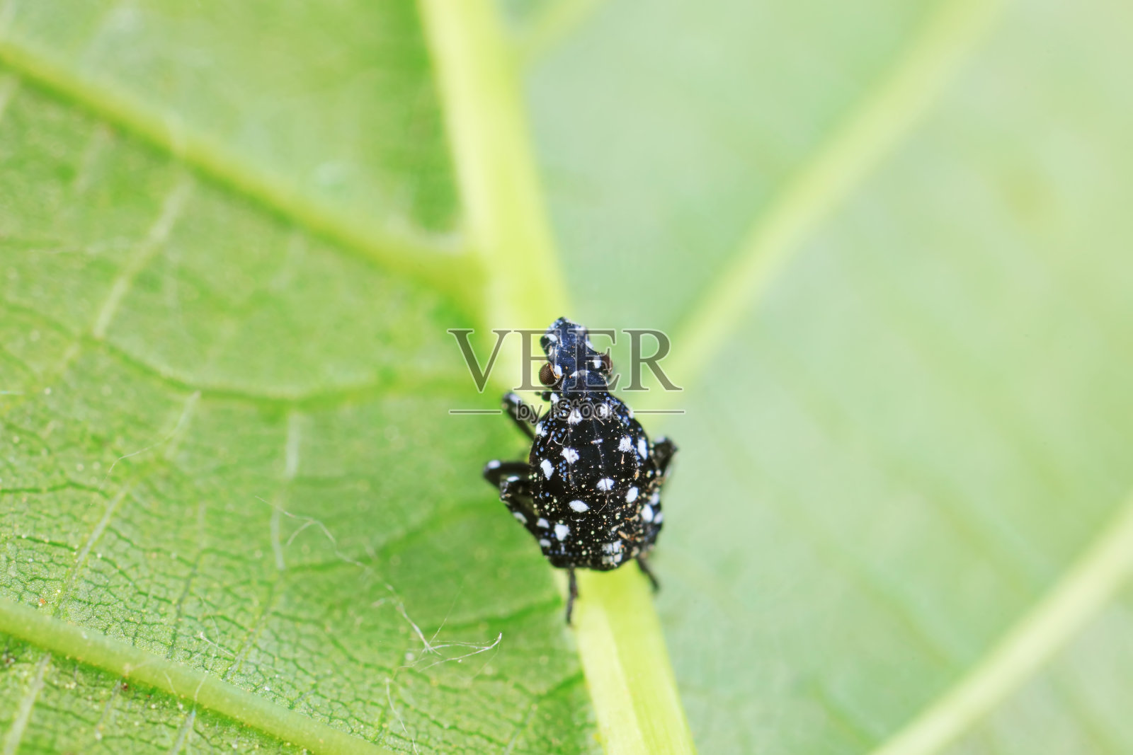 中国北方野生植物上的半翅目蜡蝉科昆虫照片摄影图片