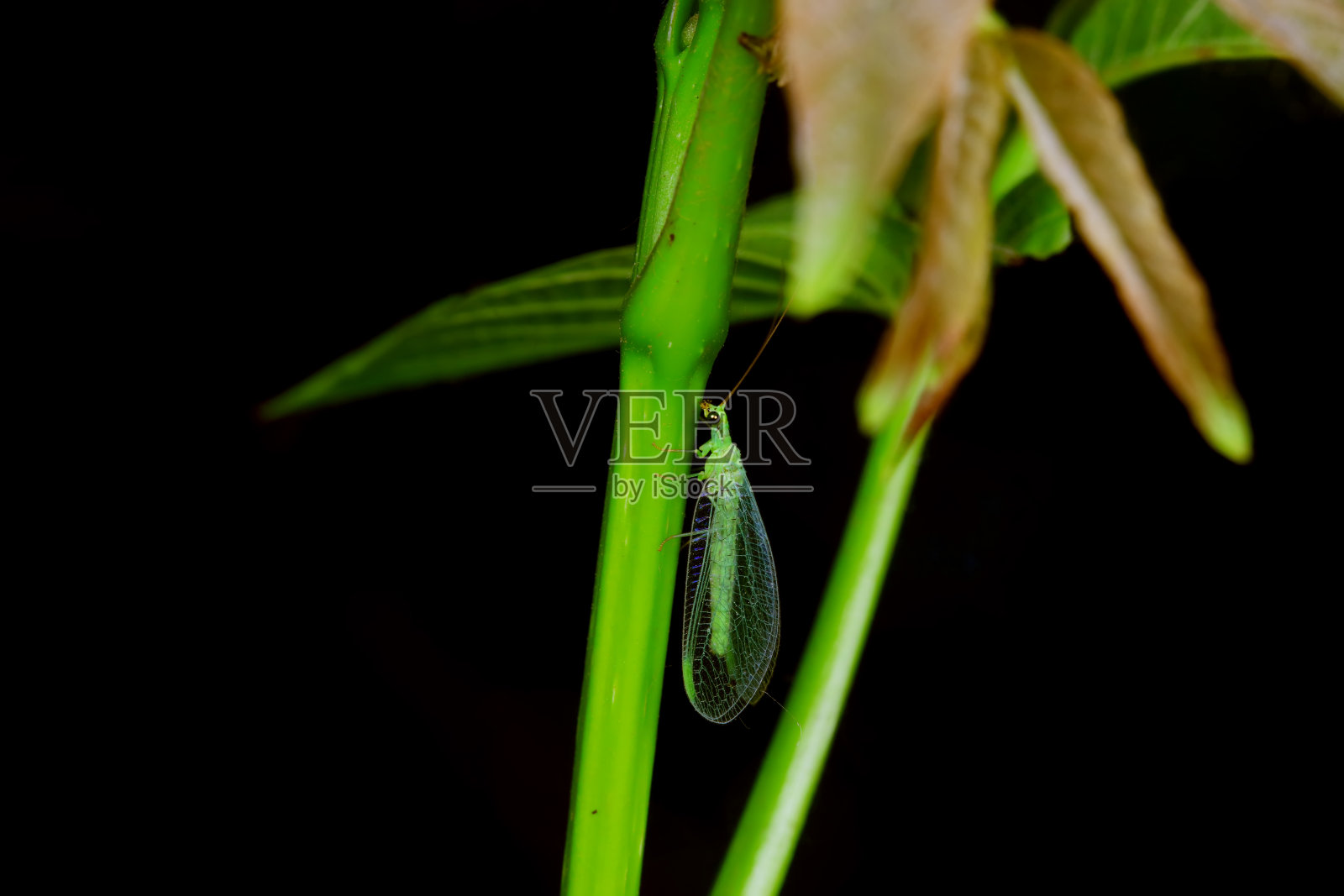 标题华北野生神经翅目功能昆虫照片摄影图片