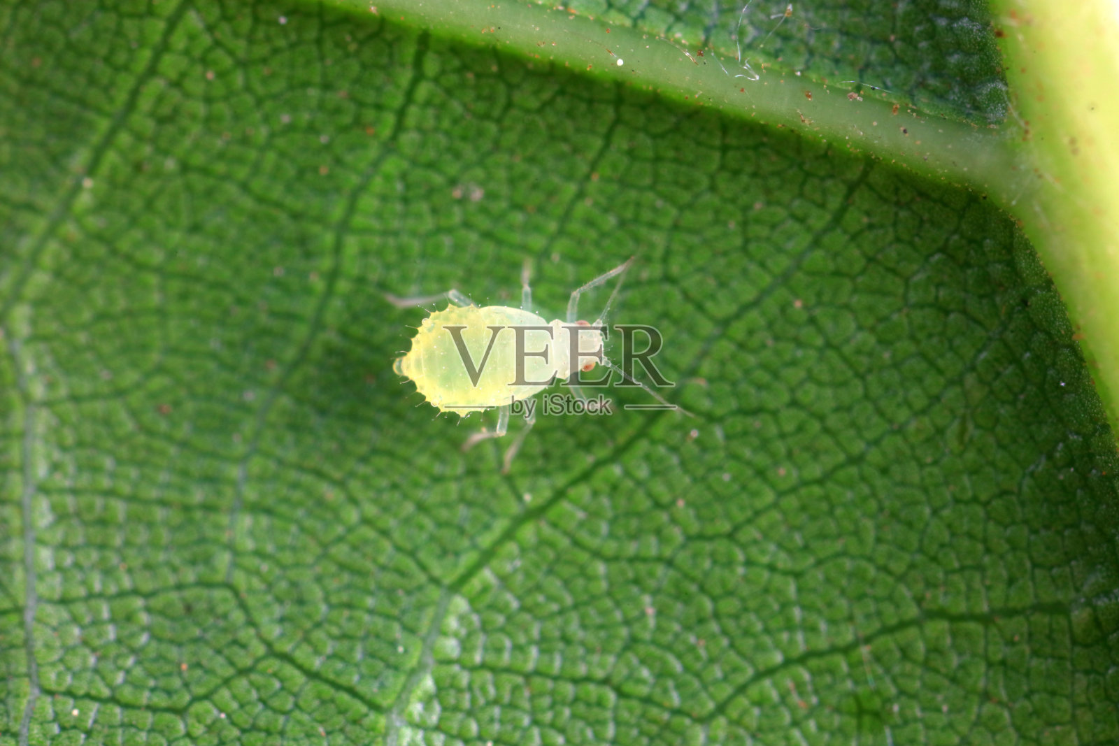 中国北方野外蚜虫照片摄影图片