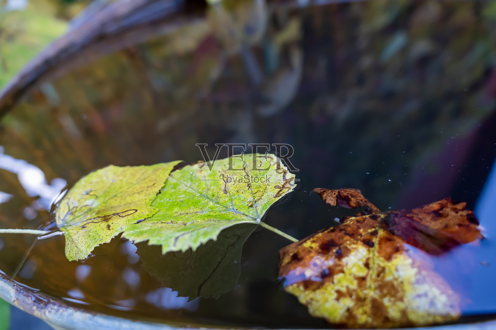 葡萄叶在水里，落在背景里照片摄影图片
