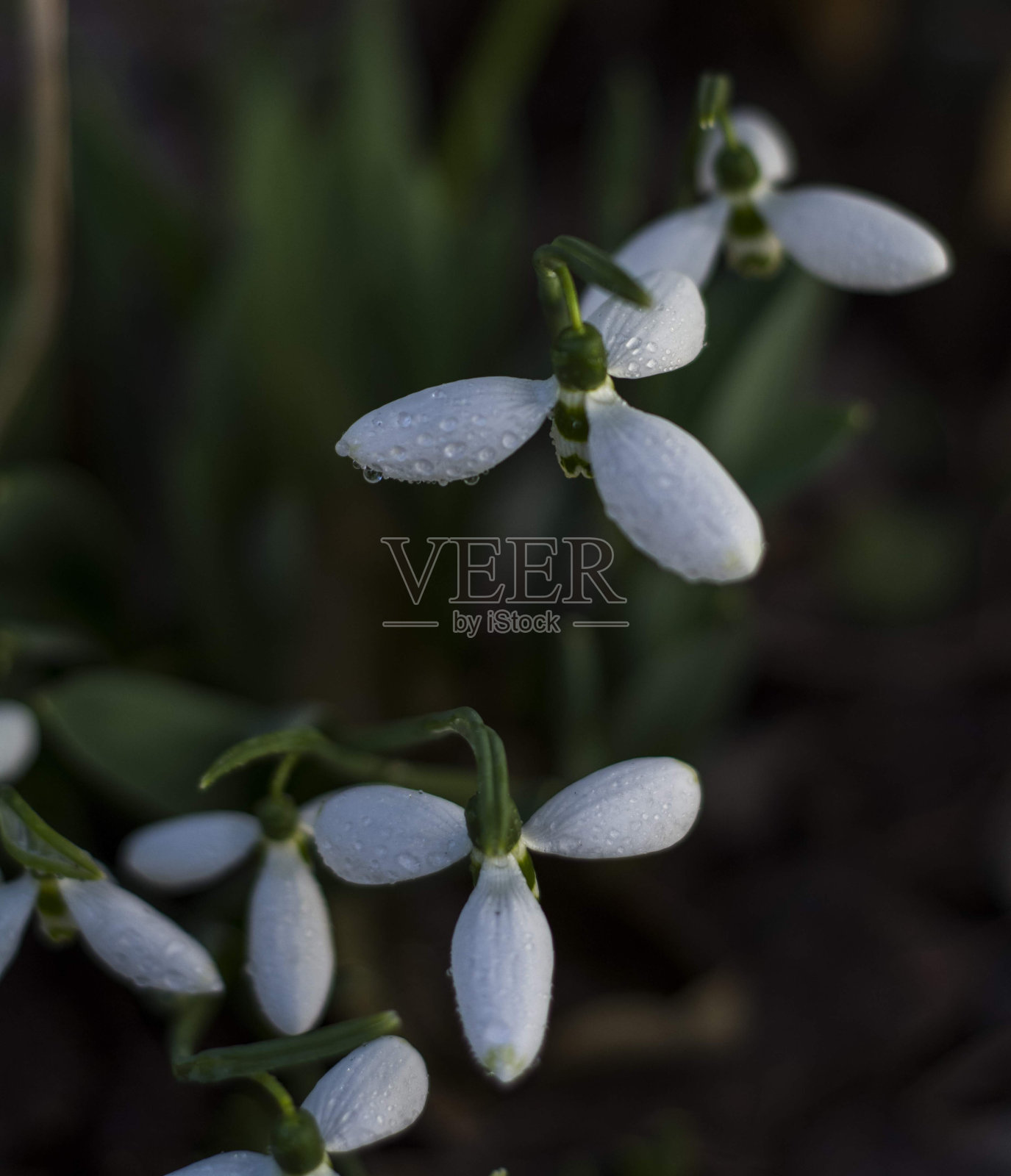 雪滴照片摄影图片