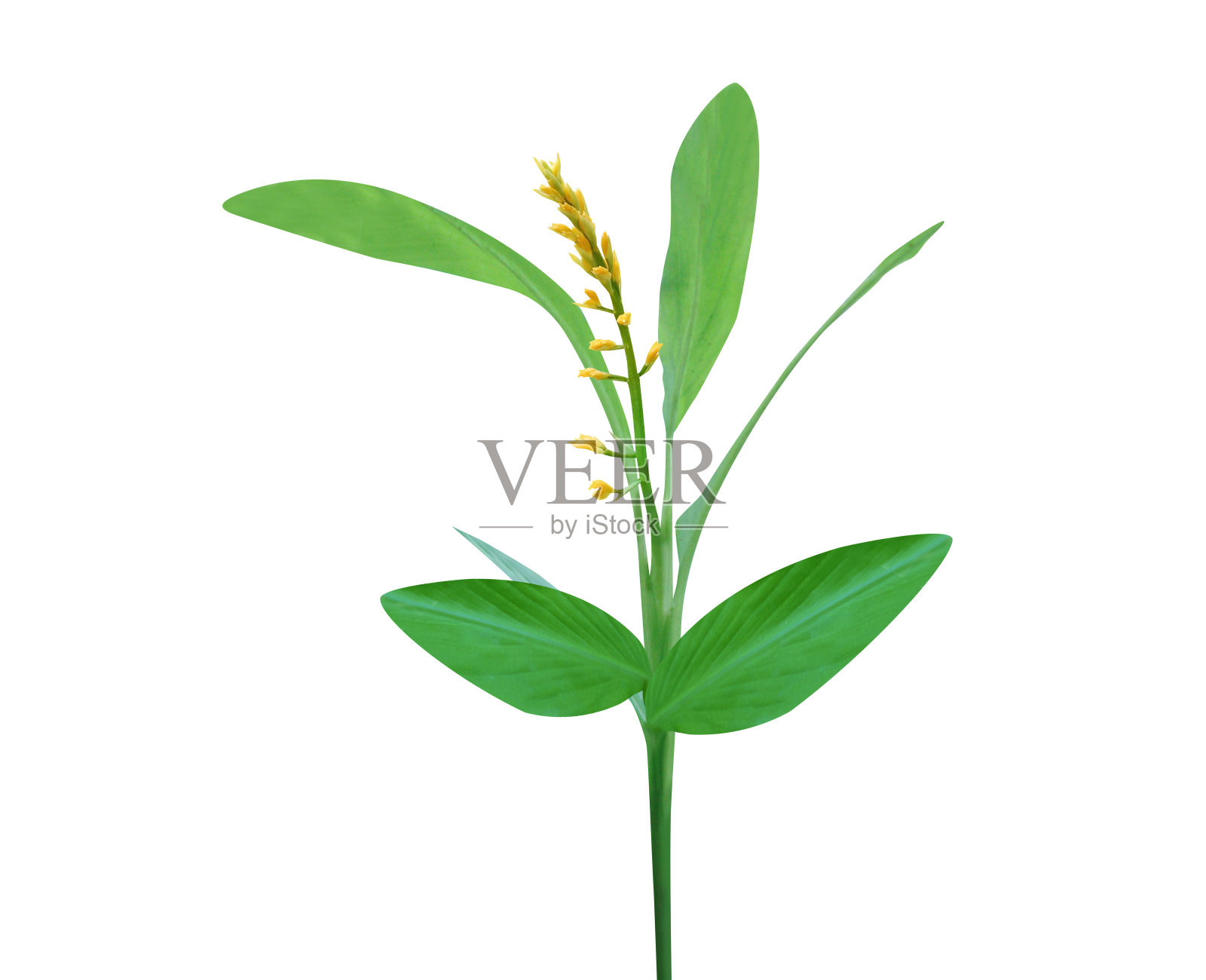 Globba marantina或Globba照片摄影图片