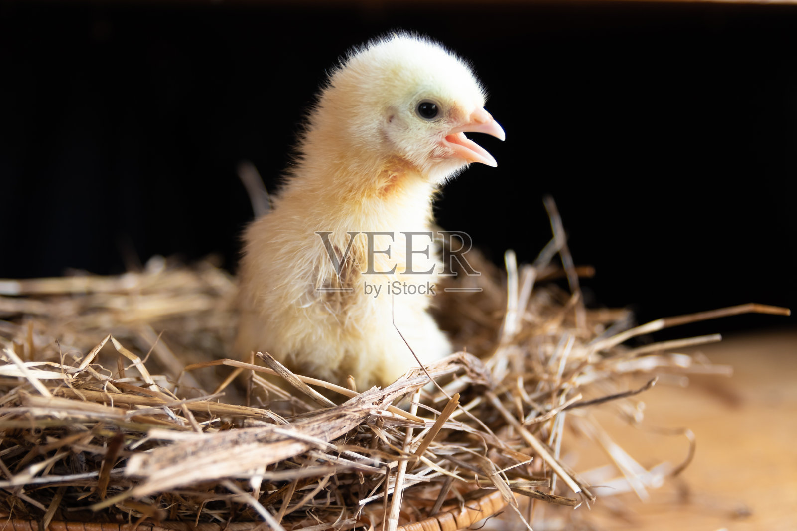 一只张开嘴的肉鸡坐在稻草做的窝里。黑色背景上一只刚出生的小鸡。饲养家畜，农业照片摄影图片