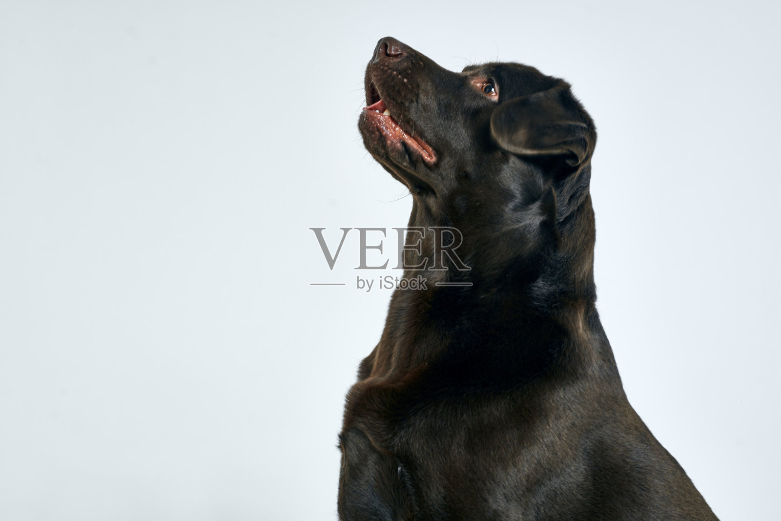 纯种黑色毛发的狗在浅色背景肖像，特写，裁剪视图照片摄影图片