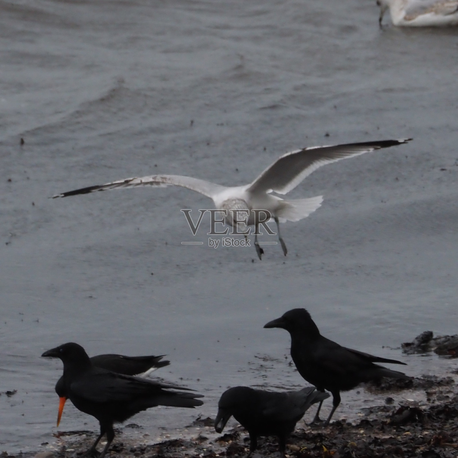 普通的海鸥和乌鸦照片摄影图片