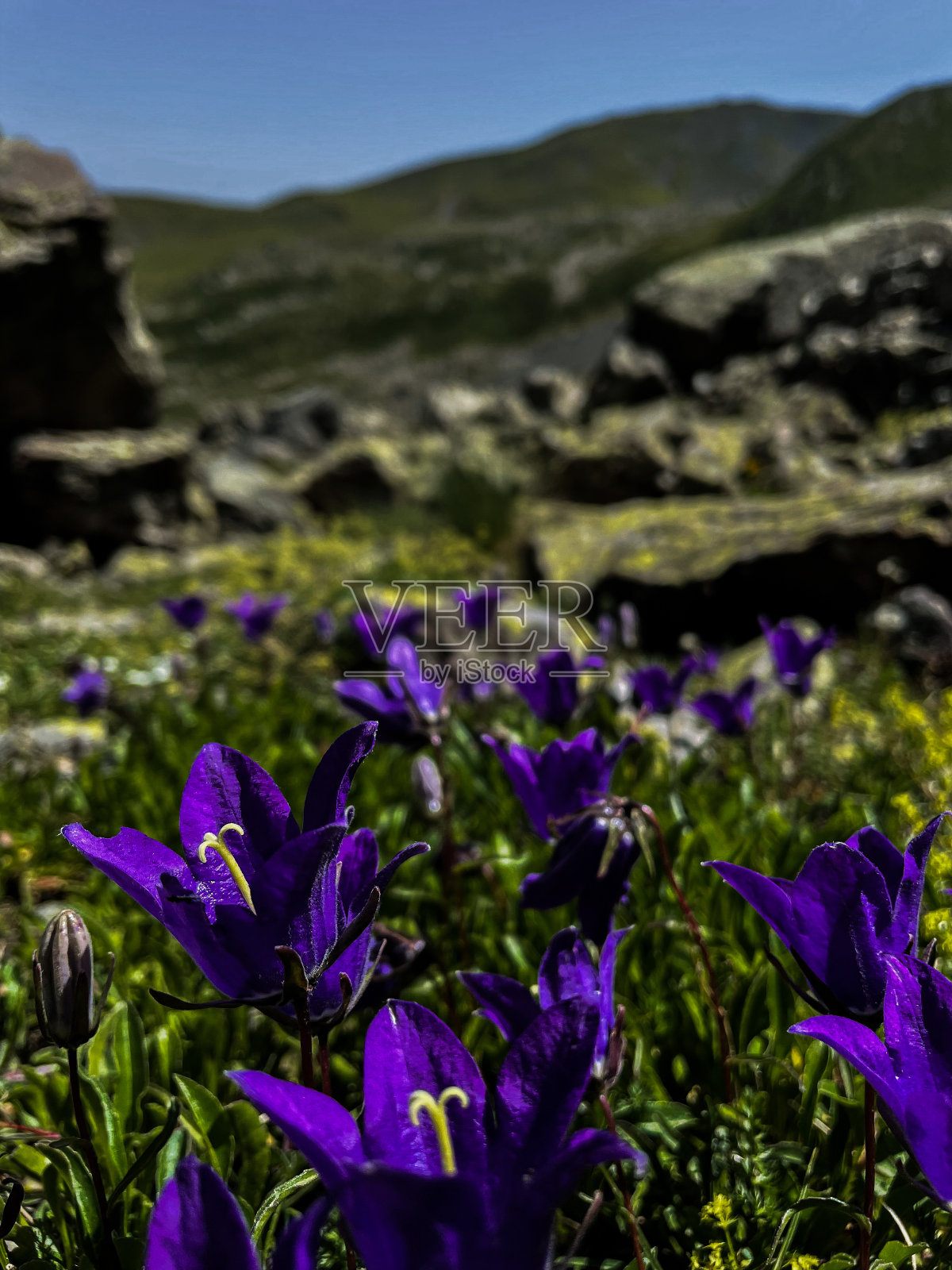 花照片摄影图片