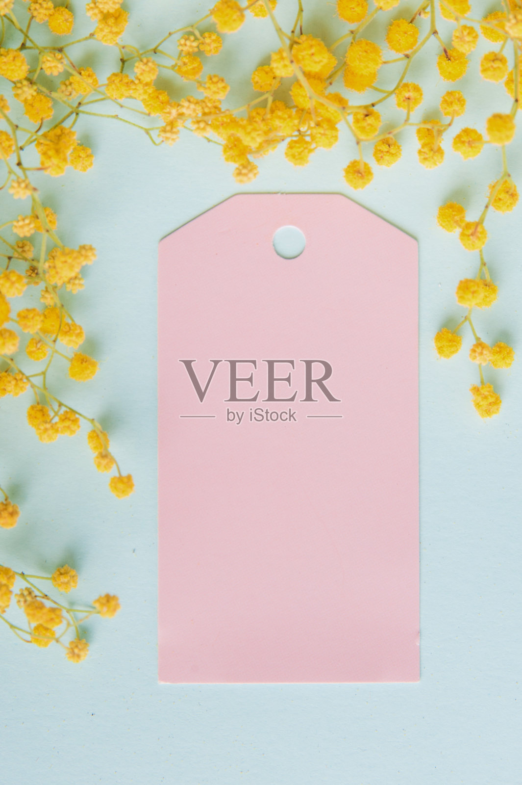 妇女节快乐。三八贺卡快乐。粉红色的标签和含羞草树枝在蓝色的背景照片摄影图片