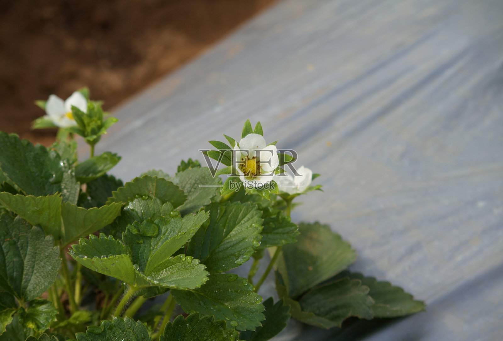 带花的草莓植物特写照片摄影图片
