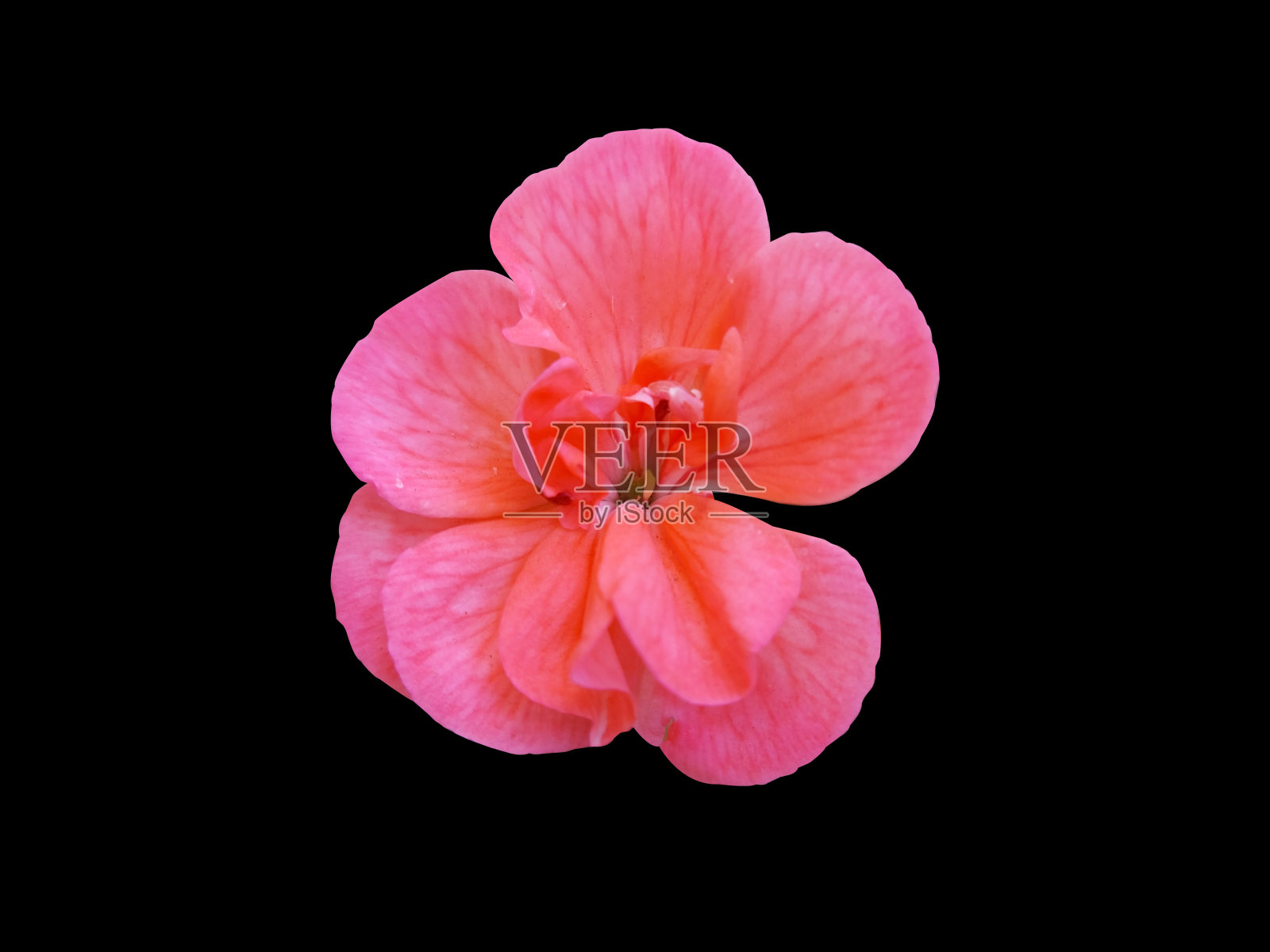 盾叶天竺葵（香叶天竺葵）在黑色背景中绽放的红粉色花朵照片摄影图片