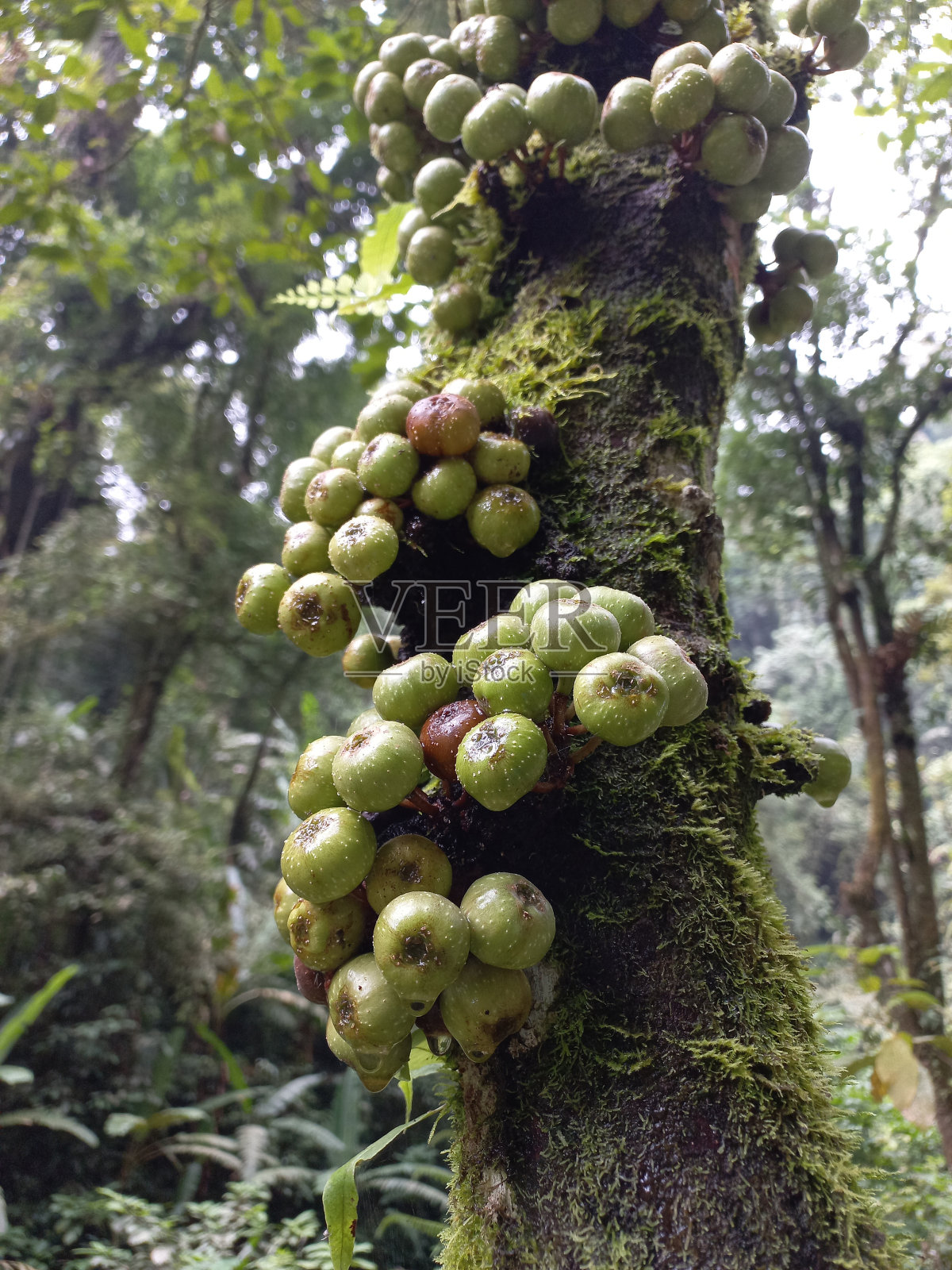 罗阿果或总状无花果照片摄影图片