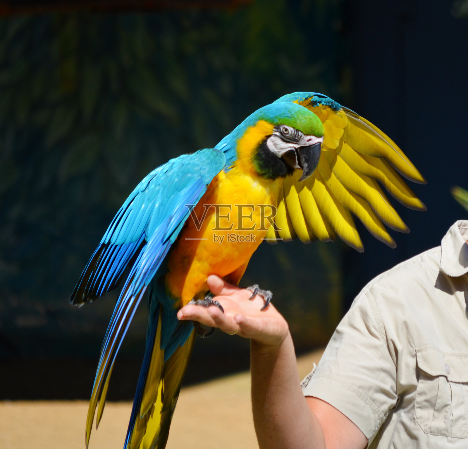 训练中的蓝鹦鹉照片摄影图片