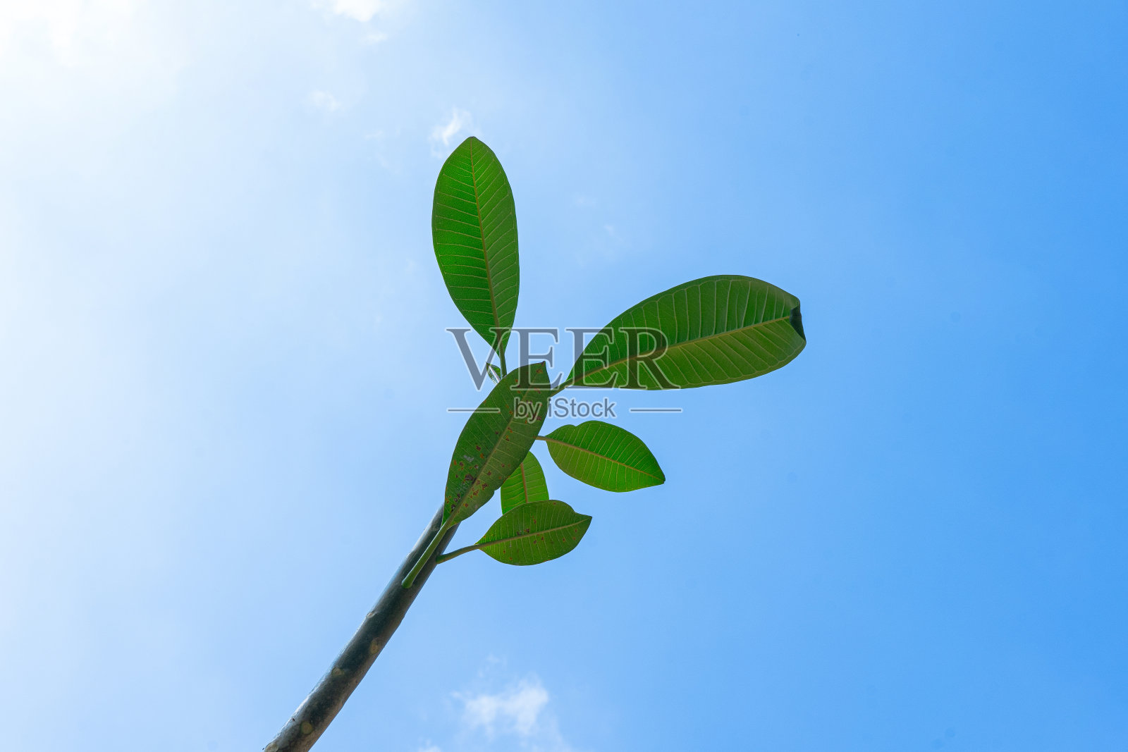 生机勃勃的绿叶与清澈的蓝天形成鲜明的对比，构图清新活泼，展现了大自然生长和更新的本质照片摄影图片