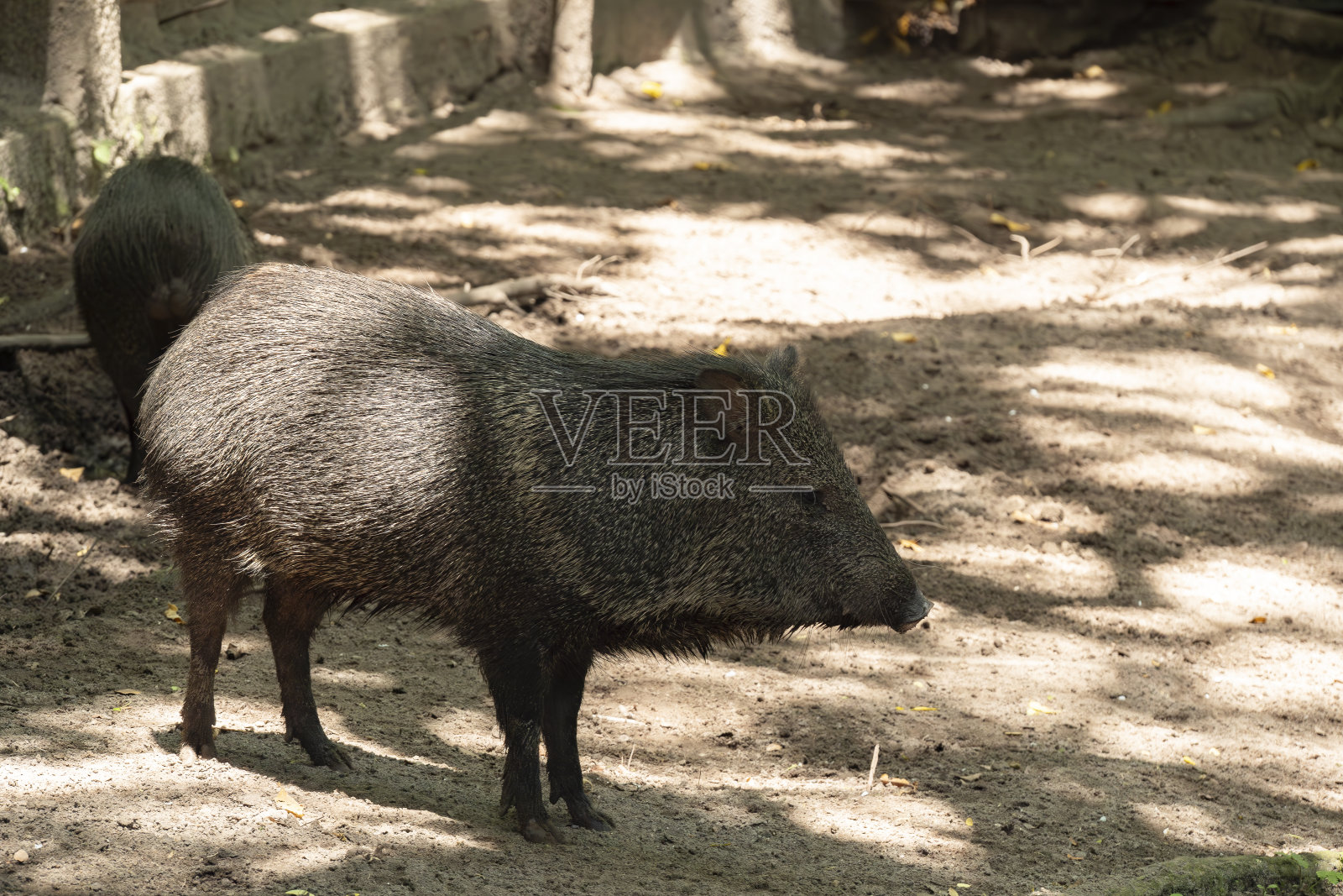 在巴西有领的pecary照片摄影图片