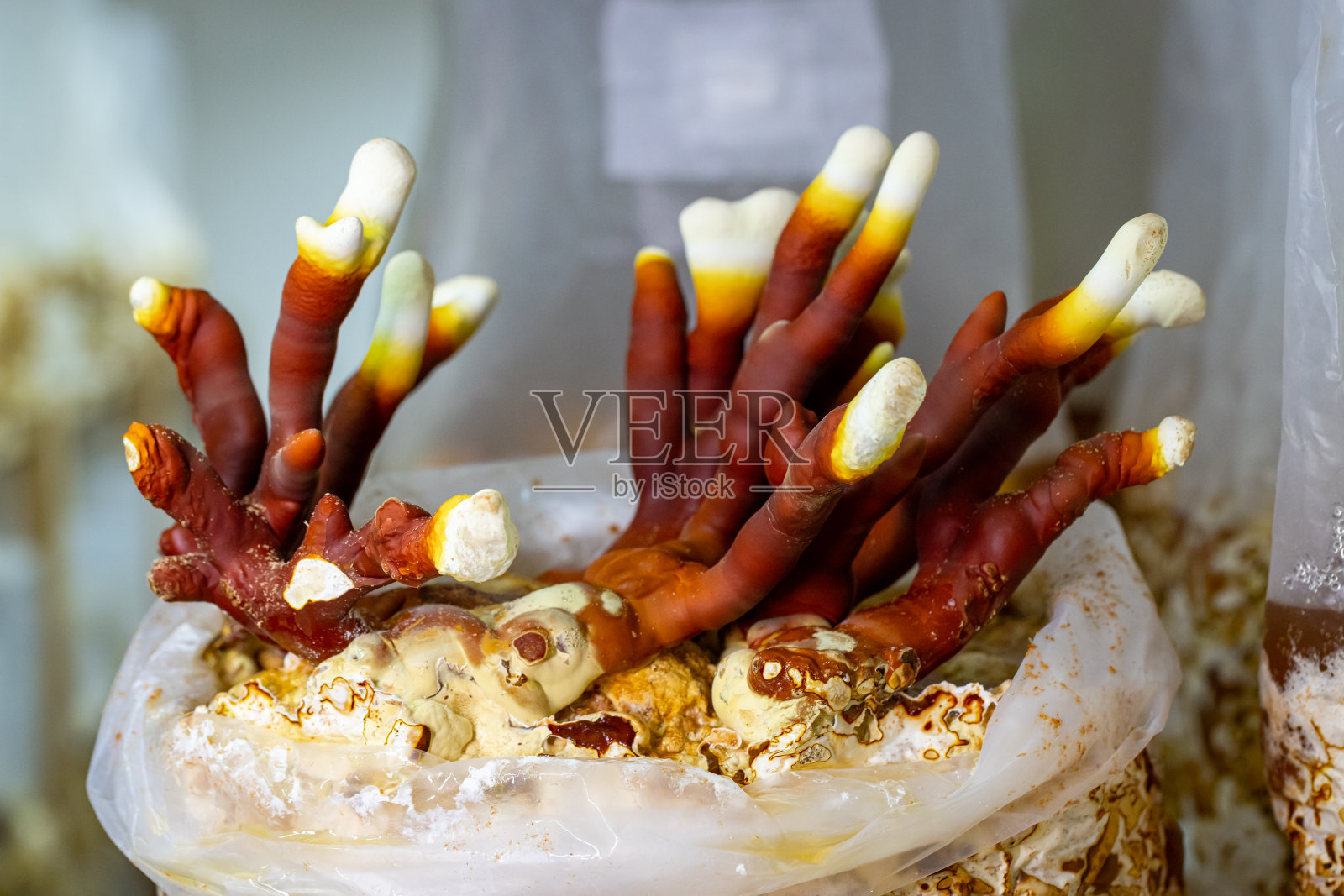 灵芝照片摄影图片