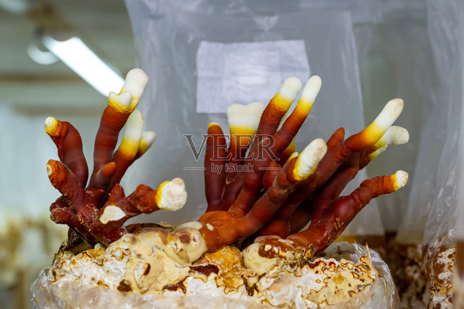 灵芝照片摄影图片