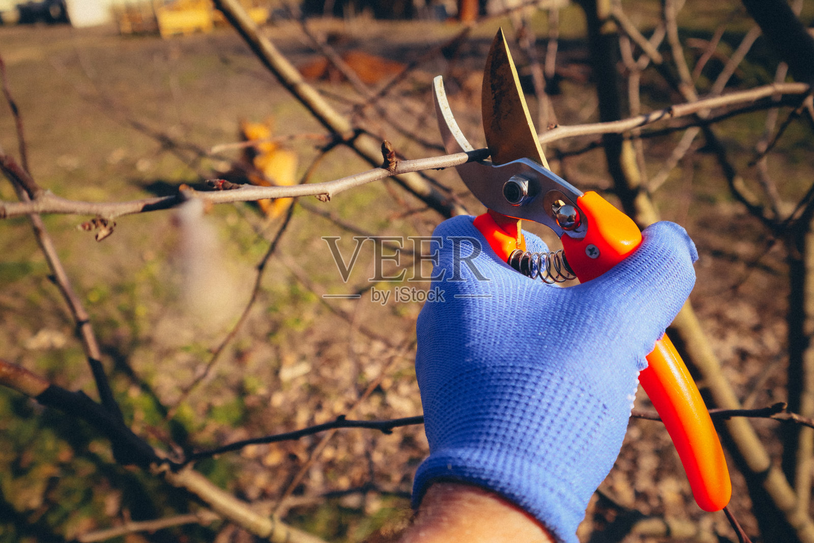 季节性修剪树木用修剪剪。园丁在花园里用剪枝剪树枝，特写照片摄影图片