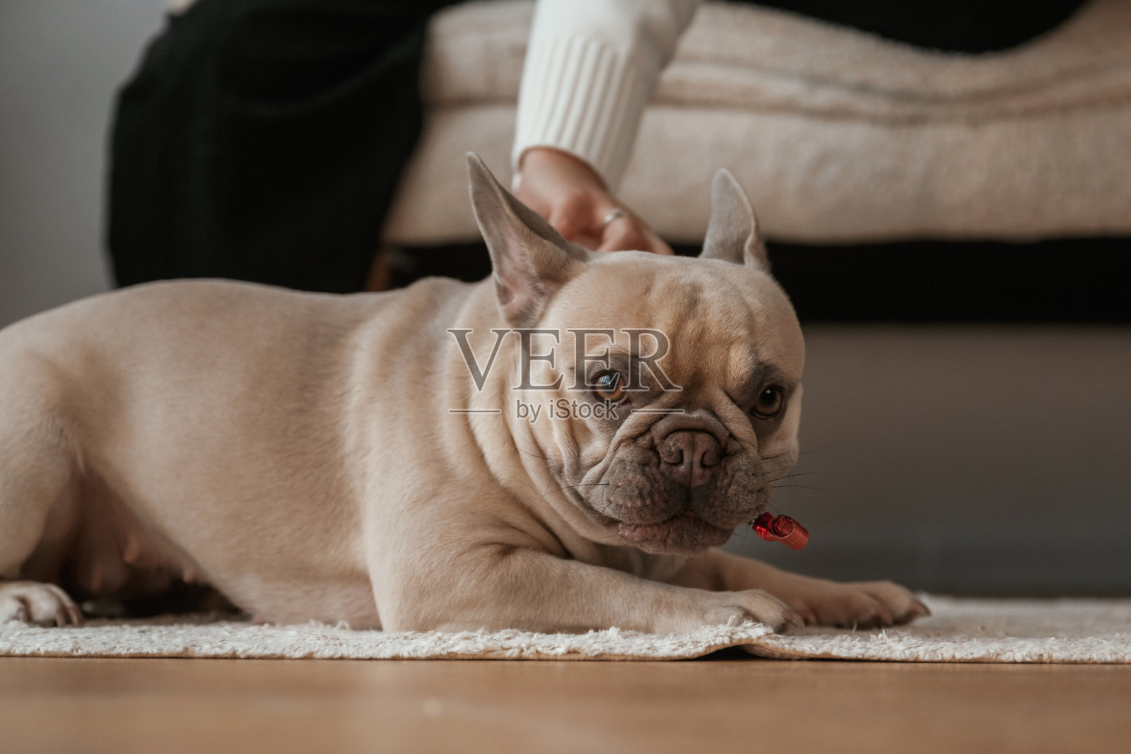 可爱的哈巴狗在家里照片摄影图片