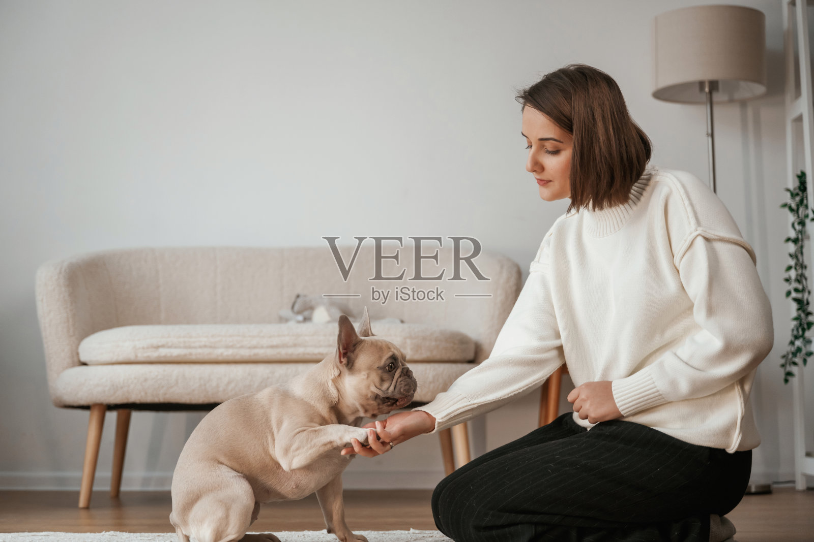 训练，传授技巧。年轻女子和她的哈巴狗在家里照片摄影图片