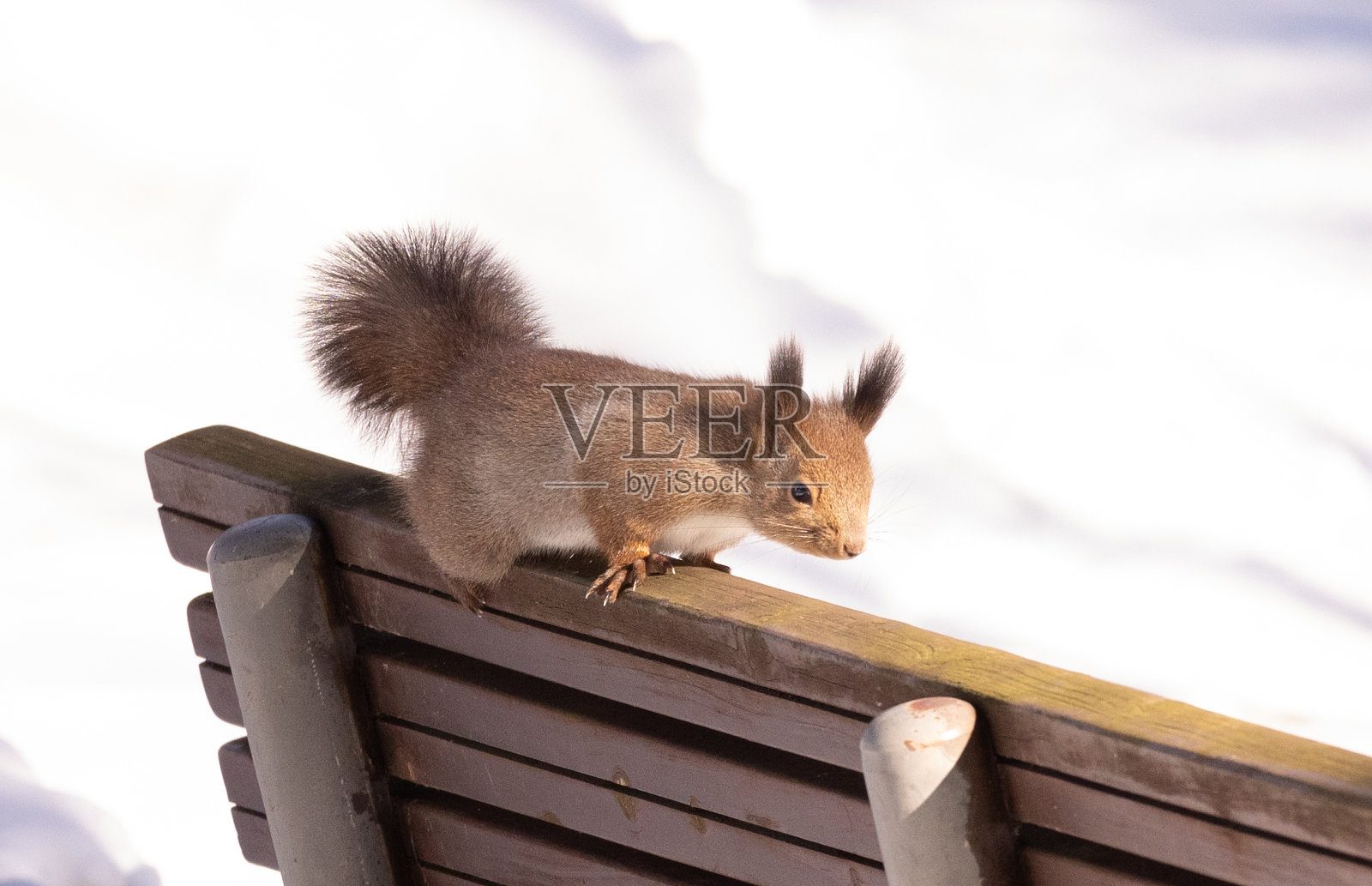 松鼠穿过长凳照片摄影图片