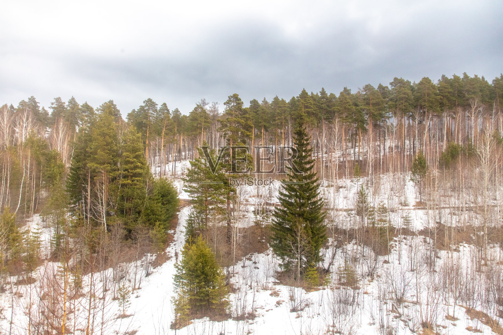 早春的森林。早春的森林。早春的森林。最初温暖的日子照片摄影图片