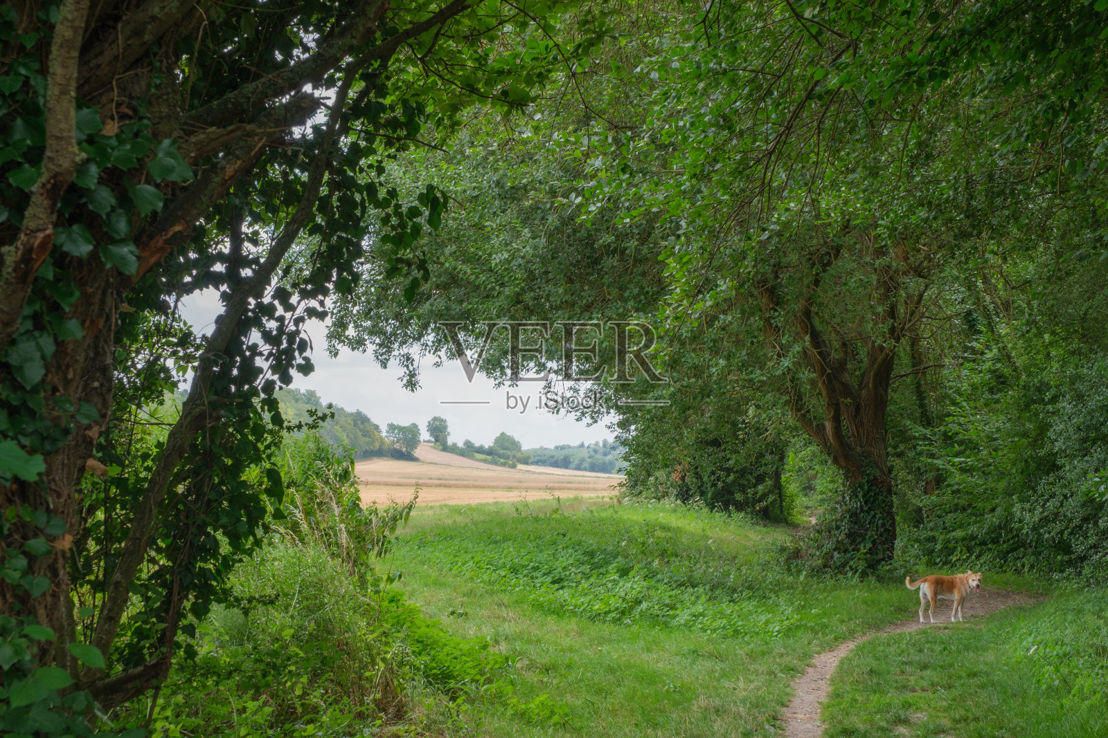 一条棕色的狗在法国诺曼底康蒂的树林小路上照片摄影图片
