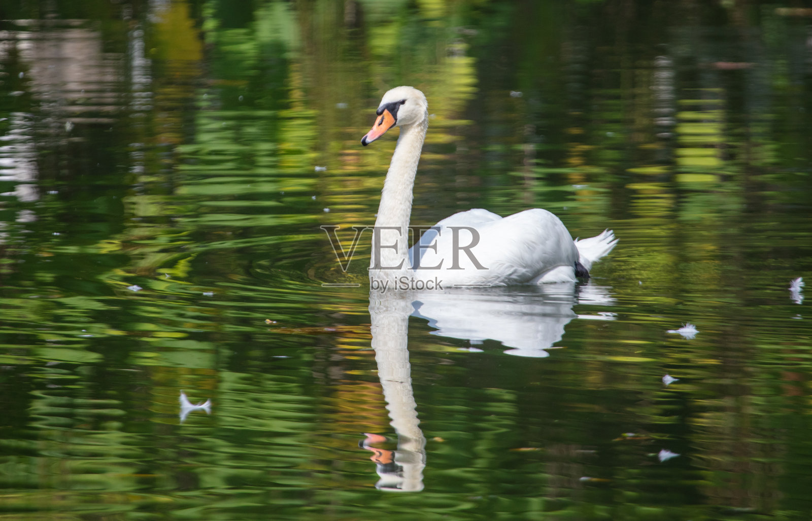 夏天，白天鹅在大自然中游泳照片摄影图片