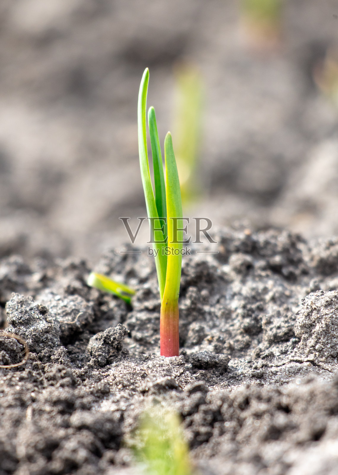 早春时节田野上的蒜苗。特写镜头照片摄影图片