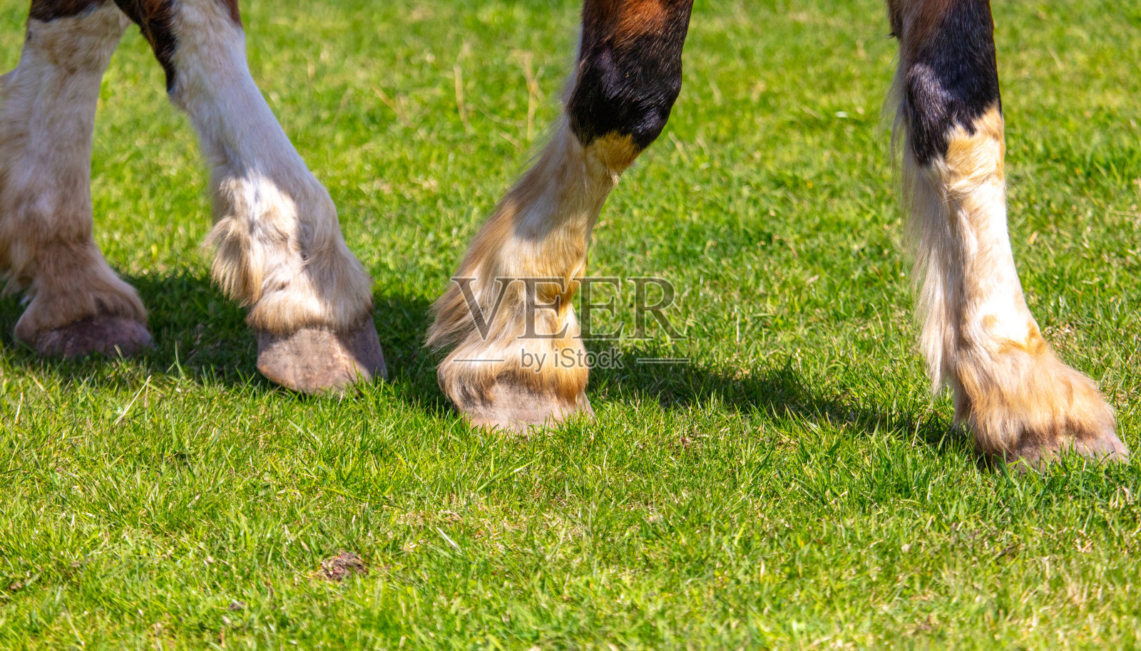 阳光明媚的夏日，马蹄踏在绿色的草地上照片摄影图片