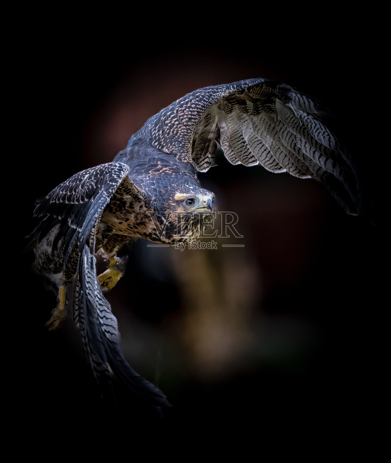 黑胸秃鹰在飞行中的特写镜头。Geranoaetus melanoleucus照片摄影图片