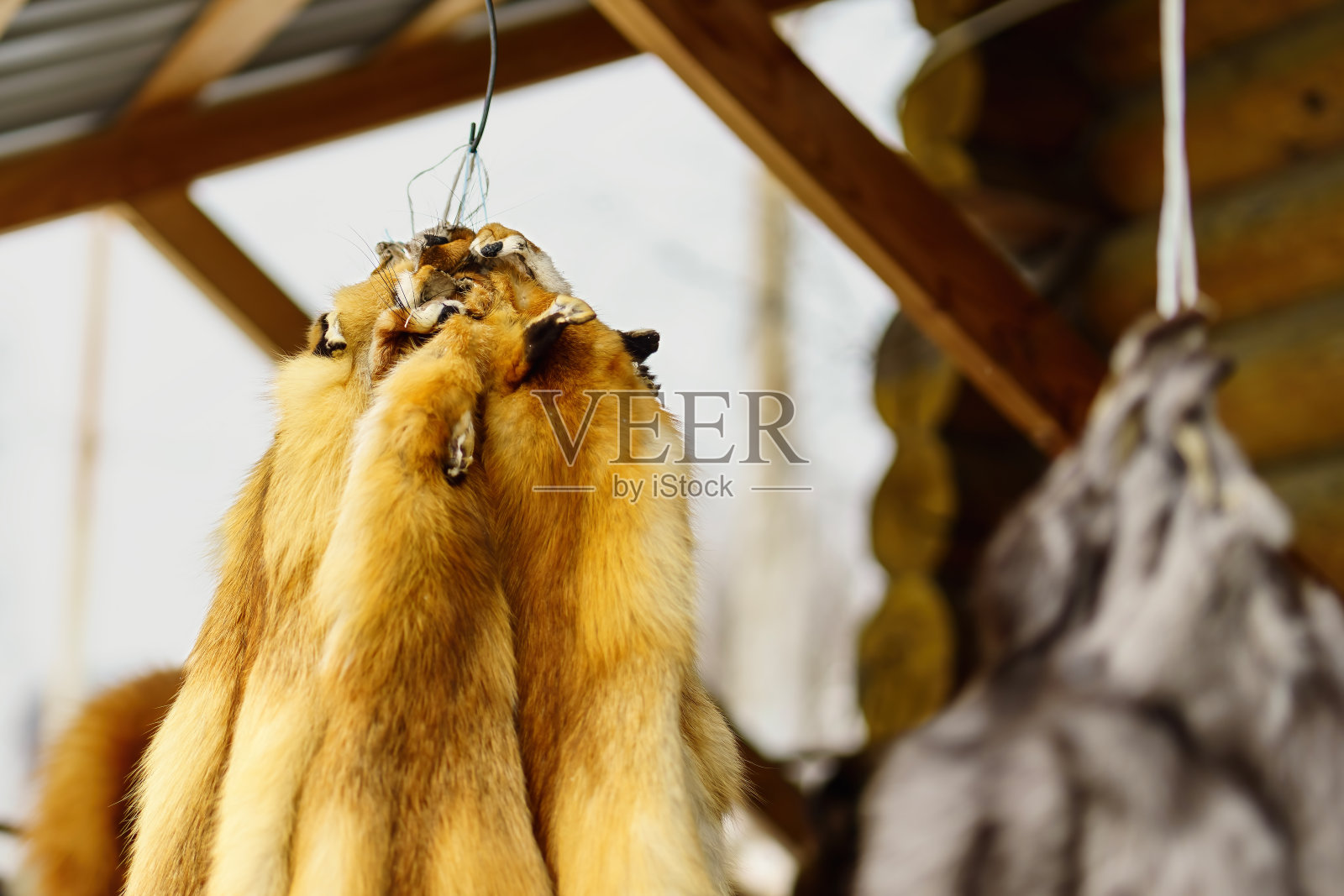 挂着出售的红狐皮照片摄影图片