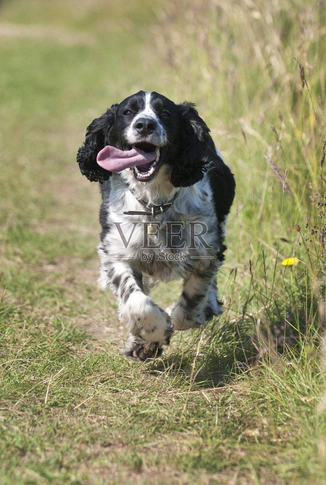 史宾格猎犬在奔跑和喘气照片摄影图片