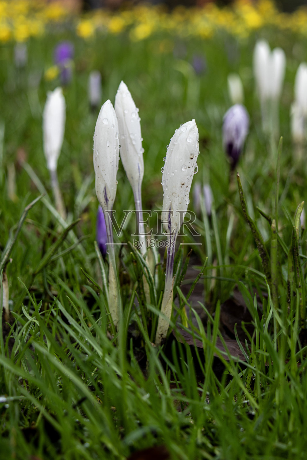 白色郁金香花蕾照片摄影图片