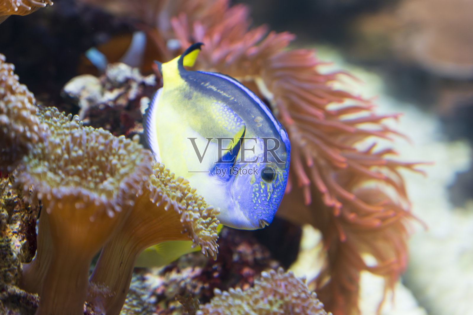 水族馆里五颜六色的鱼照片摄影图片