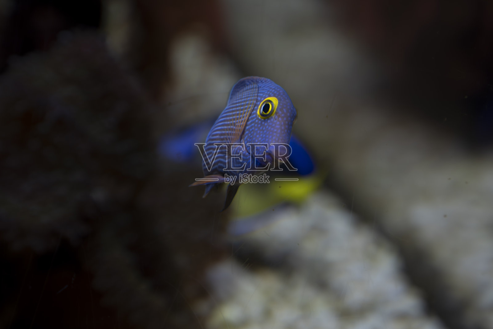 水族里的棘毛鱼照片摄影图片