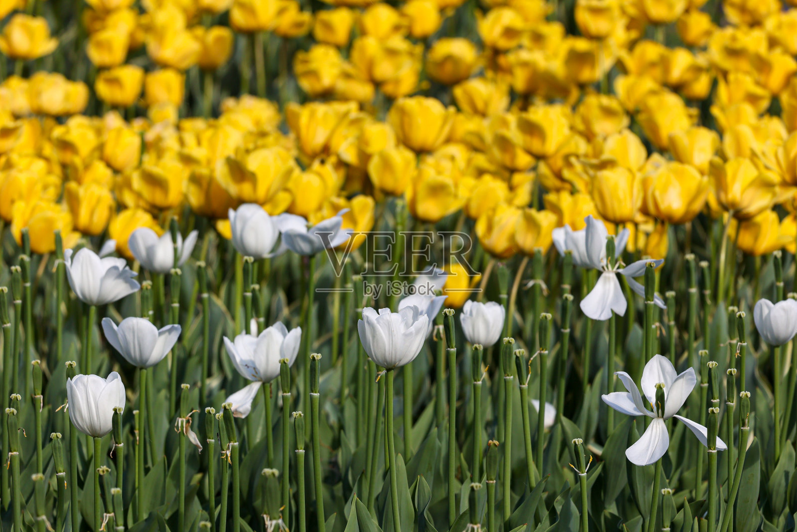 白色和黄色的郁金香。照片摄影图片