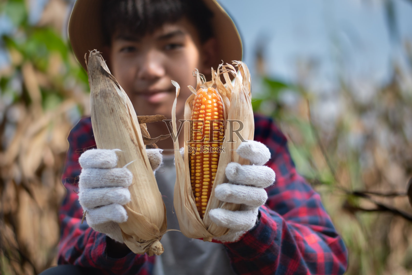 年轻的玉米农民照片摄影图片