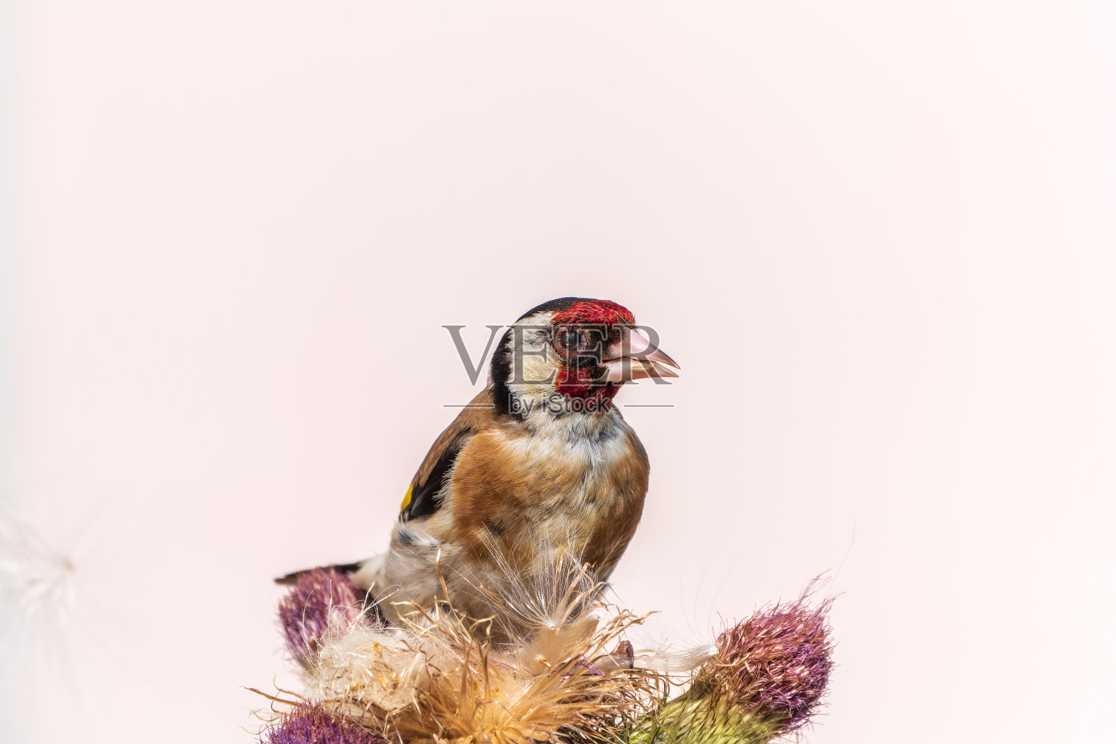 欧洲金翅雀，以蓟的种子为食。Carduelis Carduelis。照片摄影图片