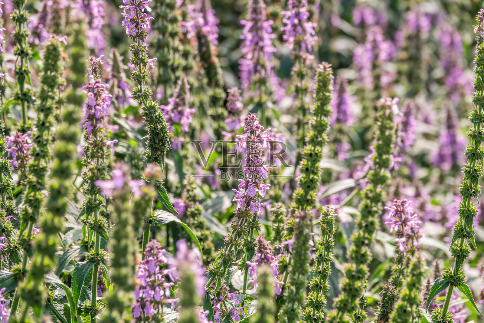 山茱萸，山茱萸叶特写。照片摄影图片
