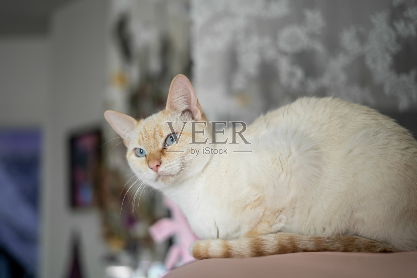 有趣的看起来很脏的白猫眼睛皮脸需要清洁照片摄影图片